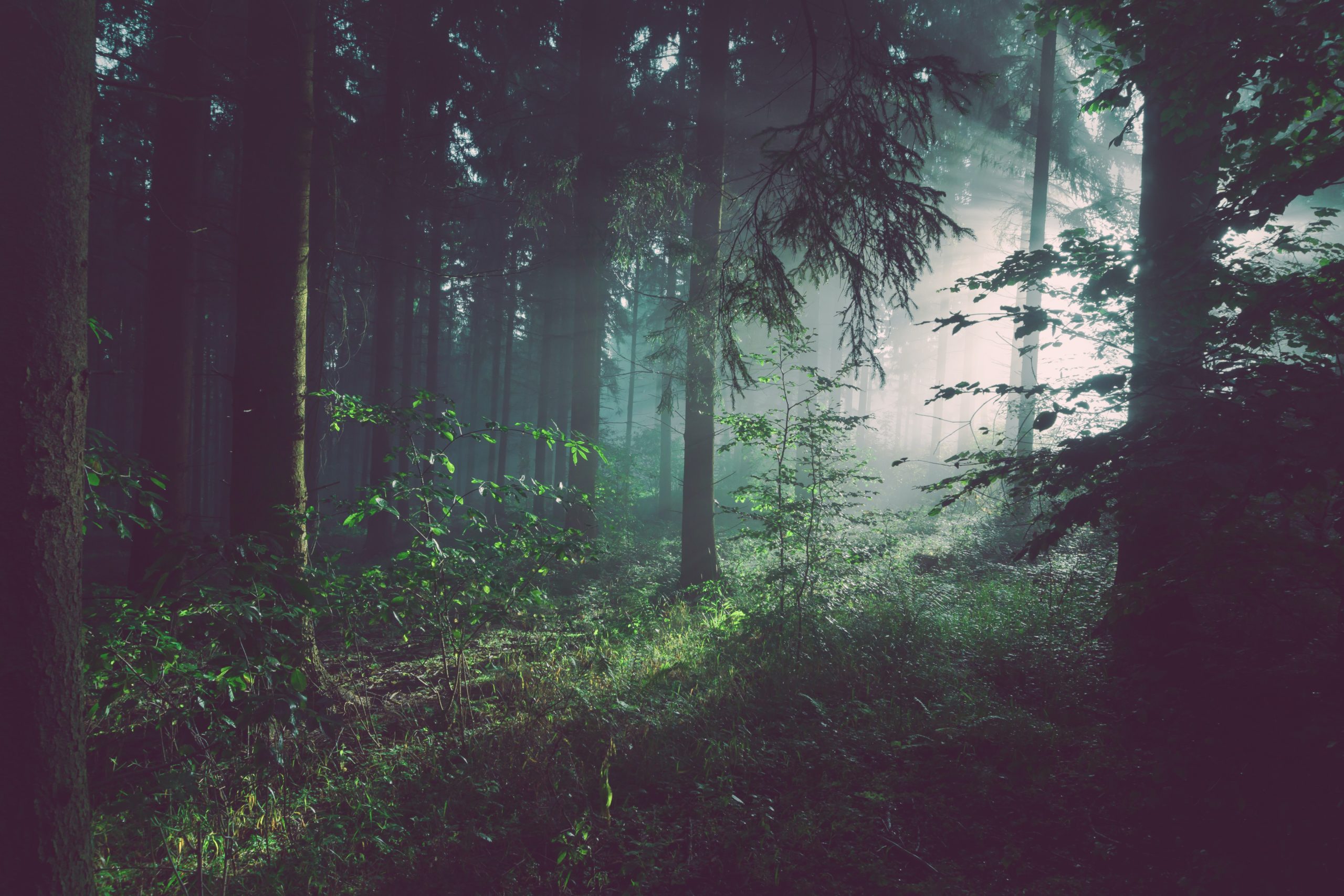 foggy forest with light filtering through